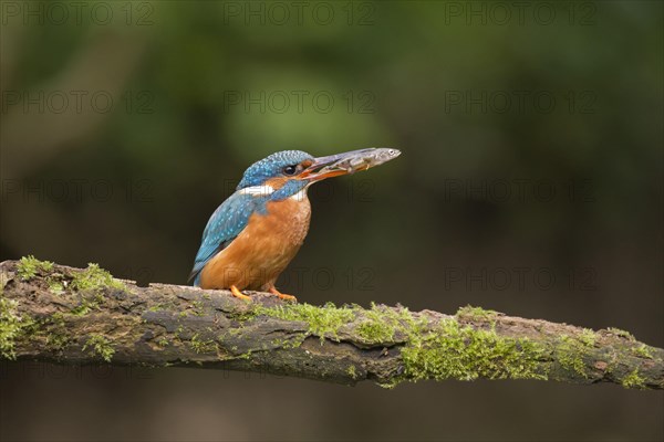 Common Kingfisher