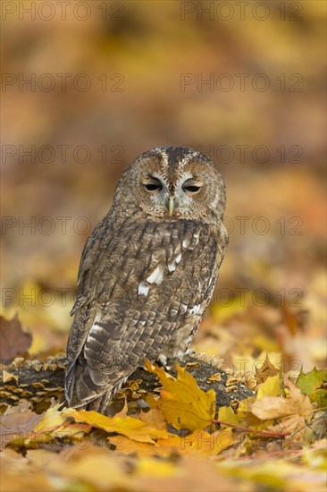 Tawny Owl