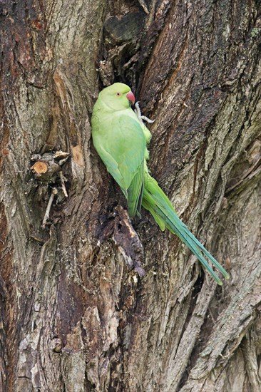 Rose-ringed Parakeet