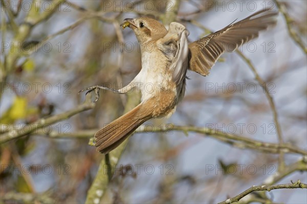 Isabelline Shrike