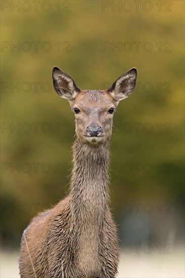 Red Deer