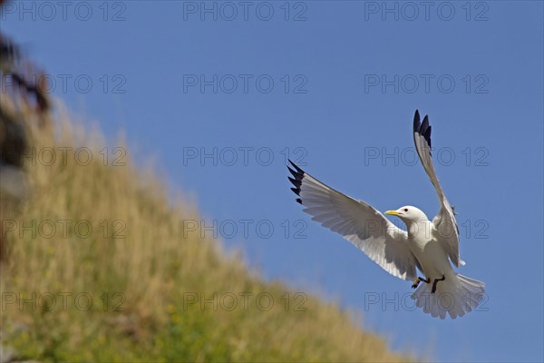 Black-legged Kittiwake