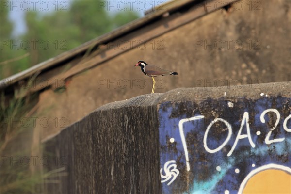 Red-wattled Lapwing