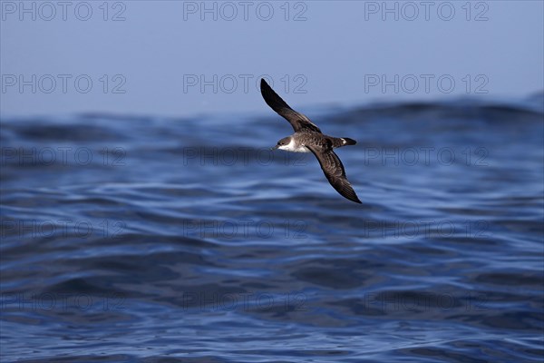 Great Shearwater