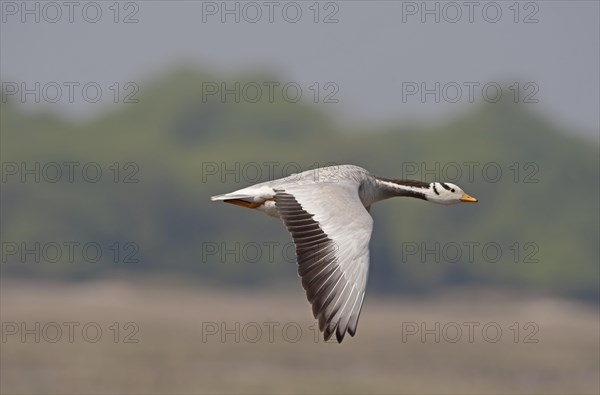 Bar-headed Goose