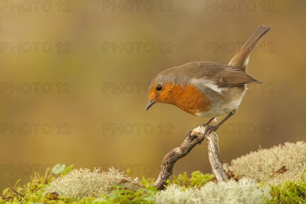 European Robin