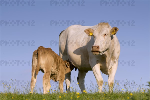 Domestic Cattle