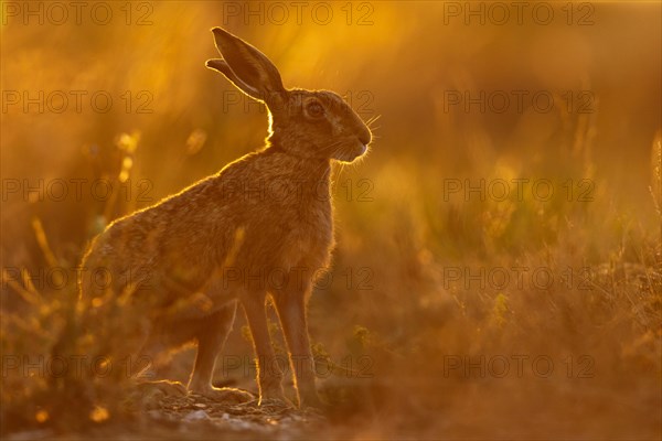 European Hare