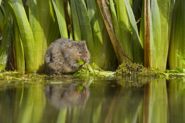 Water Vole