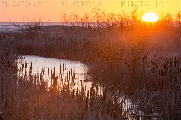 Great Reedmace