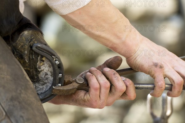 Farrier cold shoeing a horse. North Yorkshire