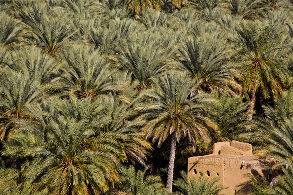 Oasis near the old clay settlement of Al Hamra