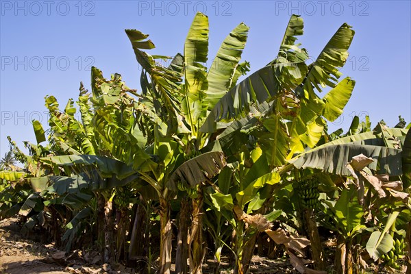 Banana trees