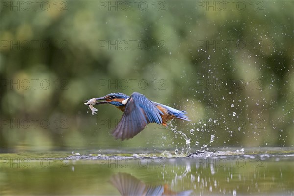 Common Kingfisher