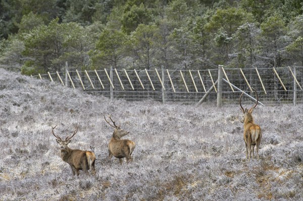 Red deer