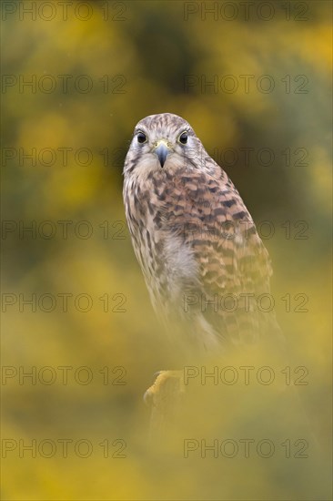 Common Kestrel