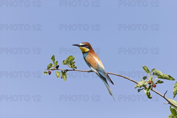 European Bee-eater