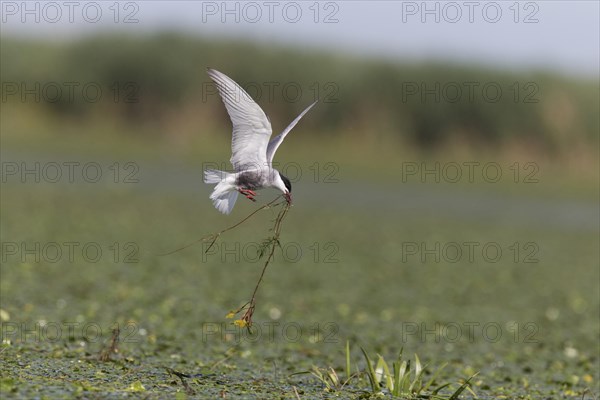 Whiskered Tern