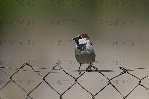 House Sparrow