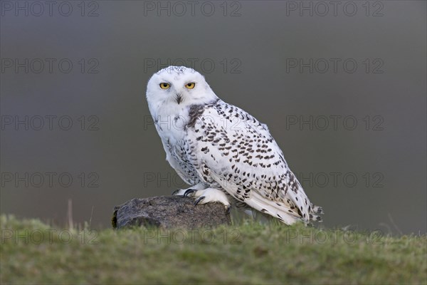 Snowy Owl