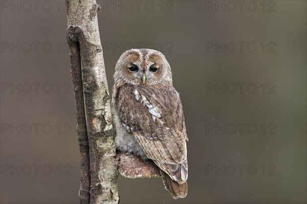 Tawny Owl