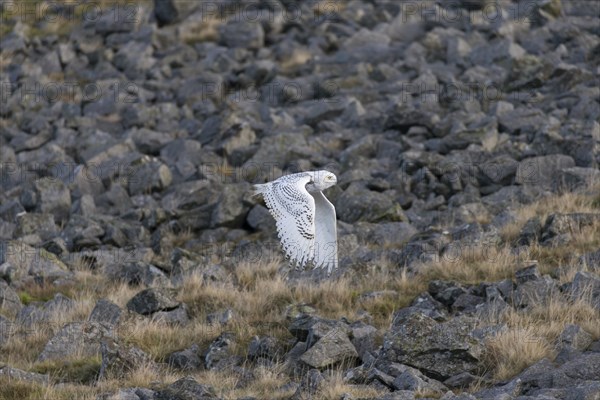 Snowy Owl