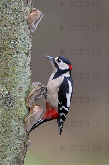 Great Spotted Woodpecker