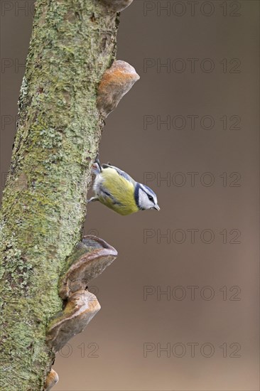 Blue Tit