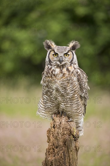 Great Horned Owl