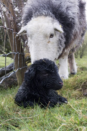 Domestic Sheep