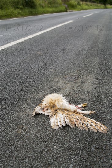 Barn Owl