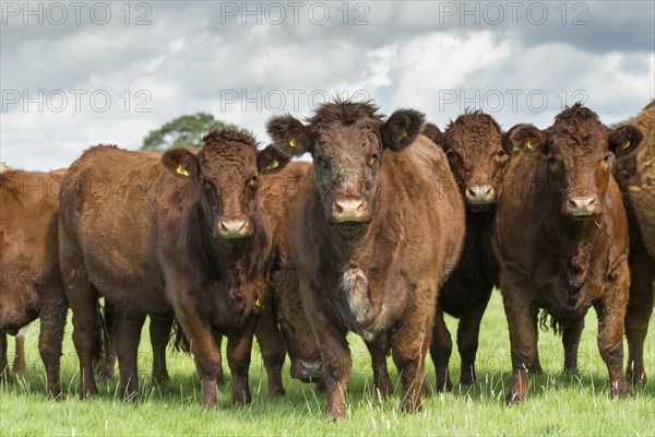 Domestic Cattle