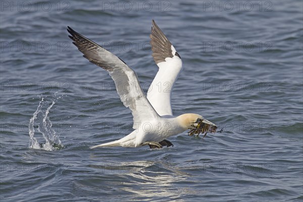 Northern Gannet