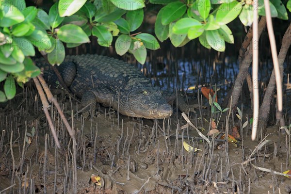 Mugger Crocodile