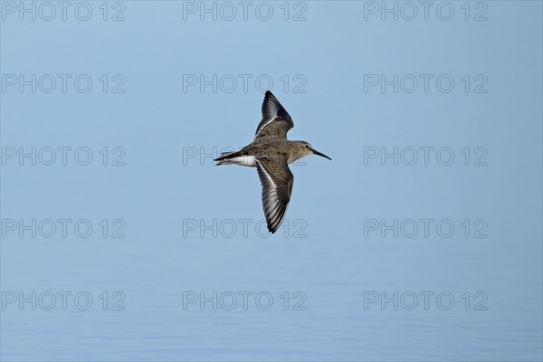 Dunlin