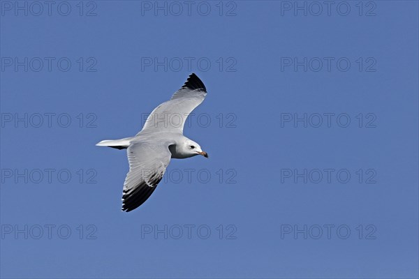 Audouin's Gull