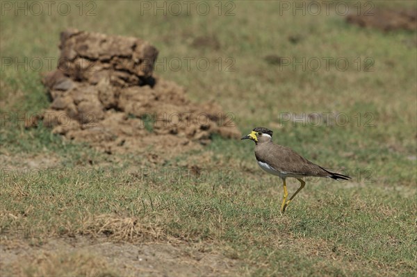 Yellow-wattled Lapwing