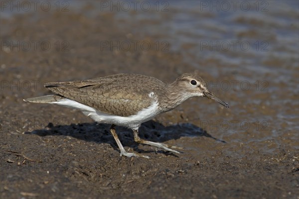 Common Sandpiper