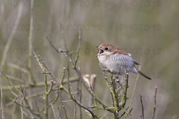 Red-backed Shrike