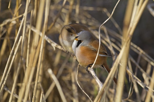 Bearded Tit