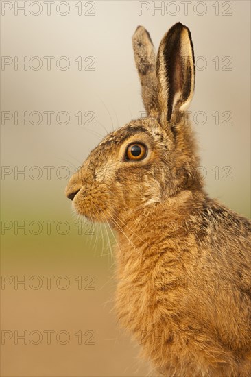 European Hare