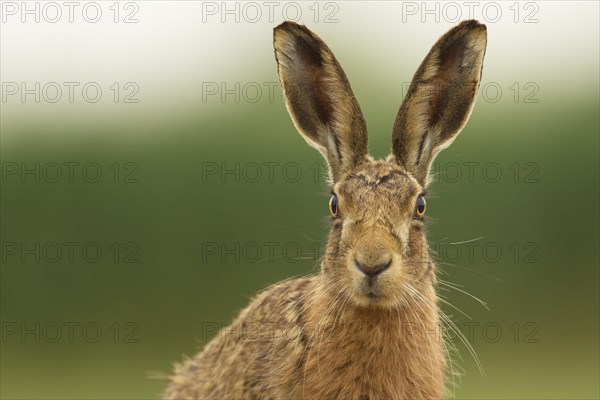 European Hare