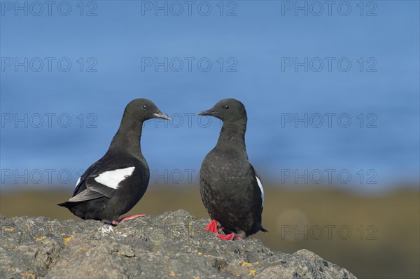 Black guillemot