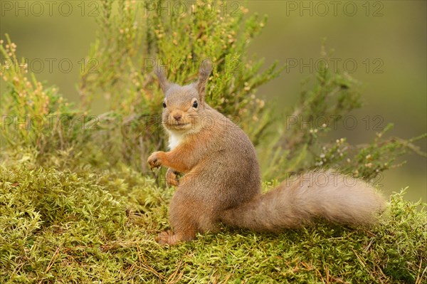 Eurasian Red Squirrel