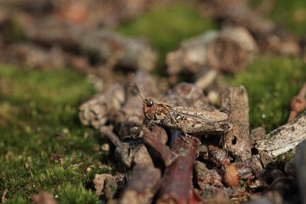 Mottled Grasshopper