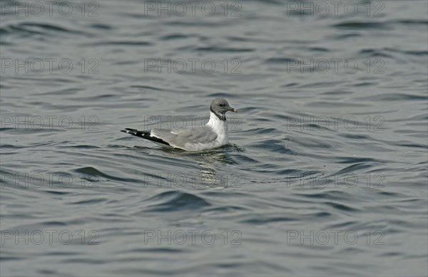 Sabine's Gull