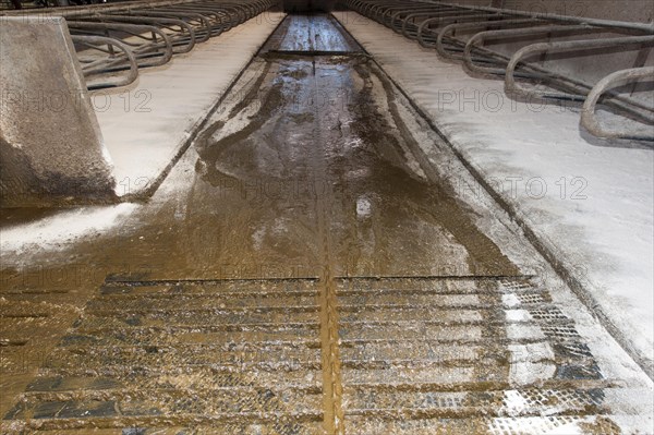 Automatic scraper in cubicle shed for dairy cattle