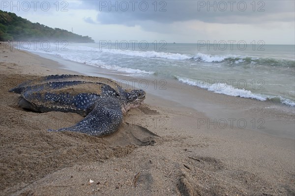 Leatherback