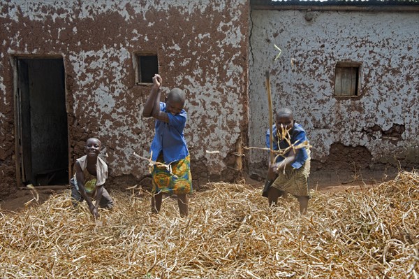 Children threshing crop of beans with sticks