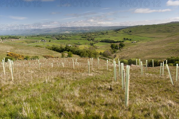 Trees planted on upland moor to improve wildlife Habitat. Cumbria